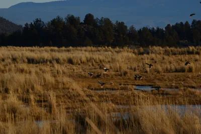 DSC_3065 (Large).JPG